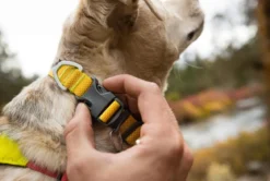 RUFFWEAR® Hundehalsband Hi & Light™ Collar