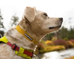 RUFFWEAR® Hundehalsband Hi & Light™ Collar