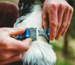 RUFFWEAR® Hundehalsband Top Rope™ mit Metallschnalle
