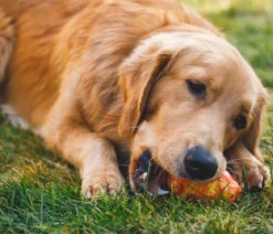 RUFFWEAR® Hundespielzeug Gnawt-a-Cone™, ca. B7,5/H10 cm
