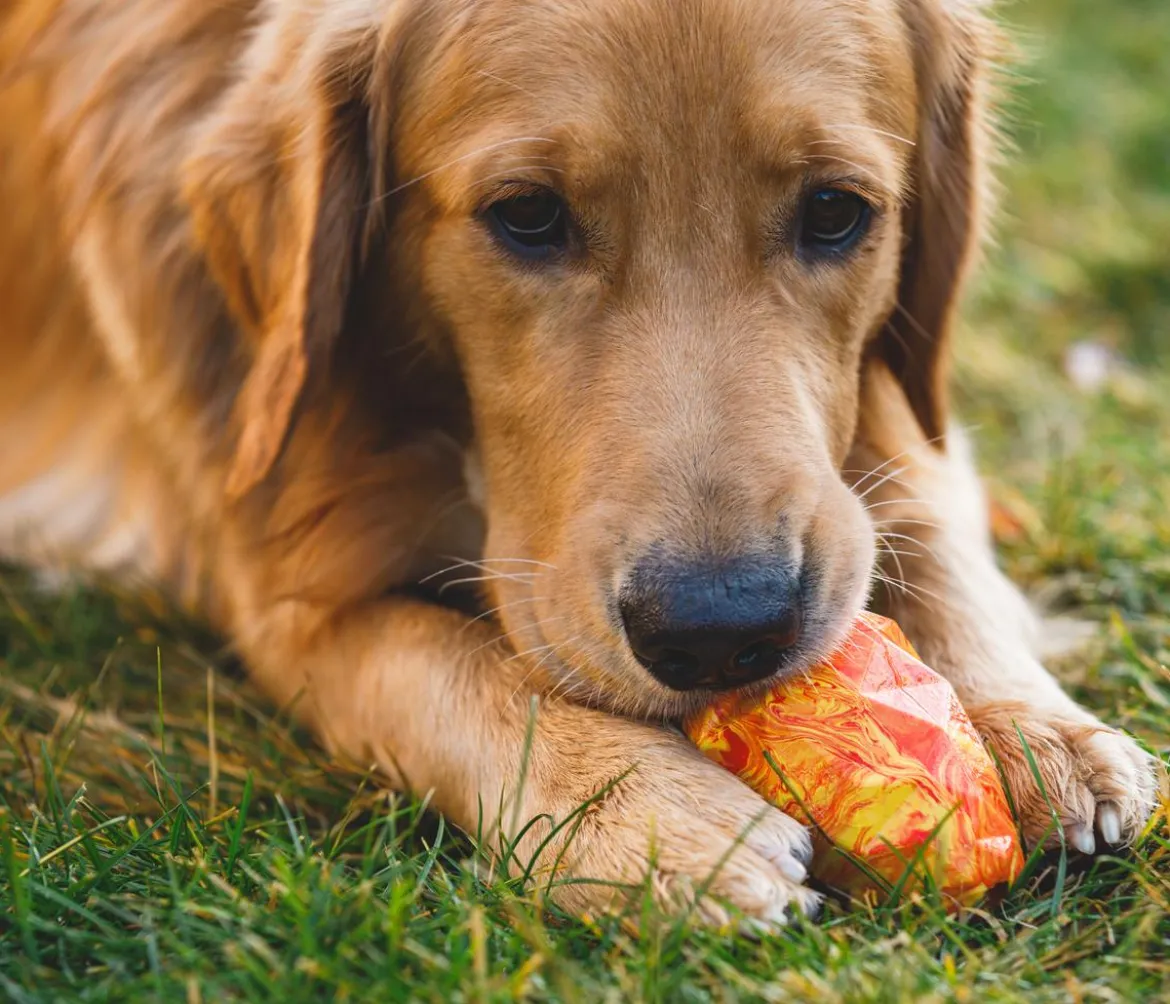 RUFFWEAR® Hundespielzeug Gnawt-a-Cone™, ca. B7,5/H10 cm