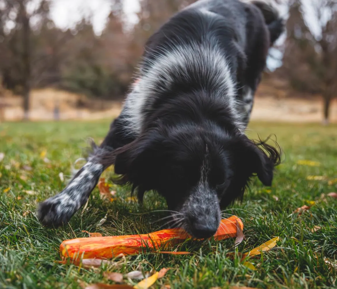 RUFFWEAR® Hundespielzeug Gnawt-a-Stick™, ca. Ø4/T30 cm