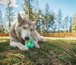 RUFFWEAR® Hundespielzeug Morel™