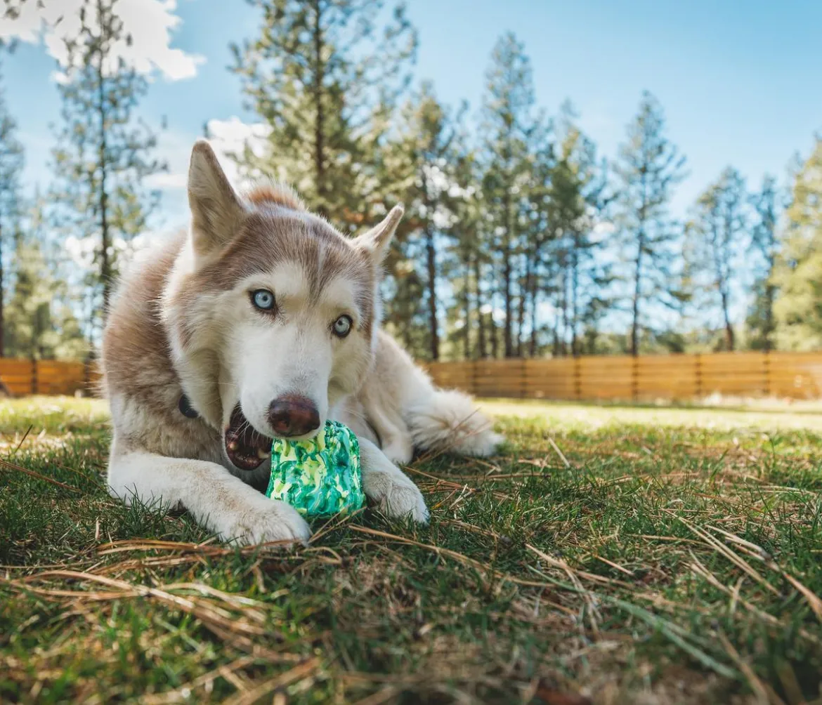 RUFFWEAR® Hundespielzeug Morel™