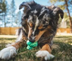 RUFFWEAR® Hundespielzeug Toadstool™