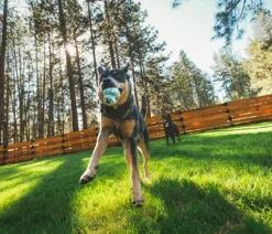 RUFFWEAR® Hundespielzeug Toadstool™