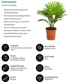 Rundblättrige Schirmpalme - Livistona rotundifolia