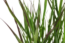Rutenhirse 'Cheyenne Sky®'