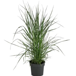 Rutenhirse 'Prairie Sky'