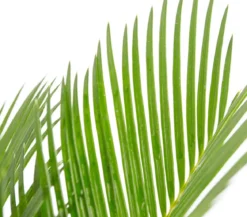 Sagopalmfarn - Cycas revoluta