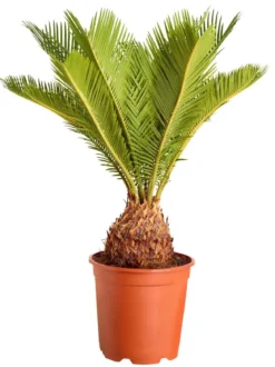 Sagopalmfarn - Cycas revoluta
