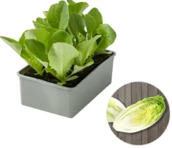 Salatherzen, lausresistent, grün, 6er Schale