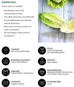Salatherzen, lausresistent, grün, 6er Schale