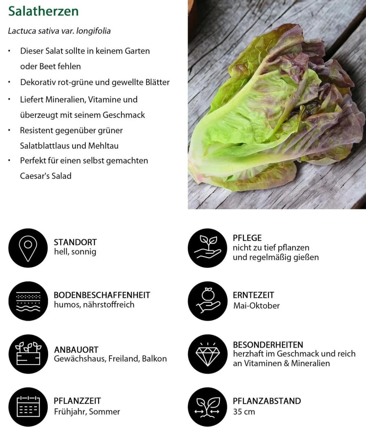 Salatherzen, lausresistent, rot, 6er Schale