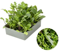 Salatmischung Asia-Leaf, 20er Schale