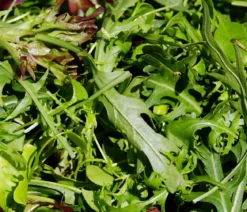 Salatmischung Asia-Leaf, 20er Schale