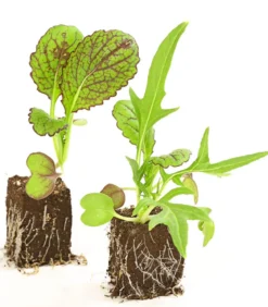 Salatmischung Asia-Leaf, 20er Schale