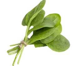 Sauerampfer