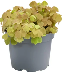 Sauerklee - Oxalis vulcanicola 'Sunset velvet'