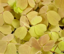 Sauerklee - Oxalis vulcanicola 'Sunset velvet'
