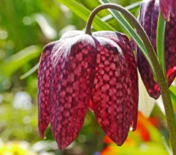 Schachbrettblume - Kibitzei