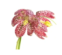 Schachbrettblume - Kibitzei