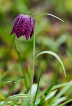 Schachbrettblume - Kibitzei