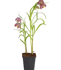 Schachbrettblume - Kibitzei