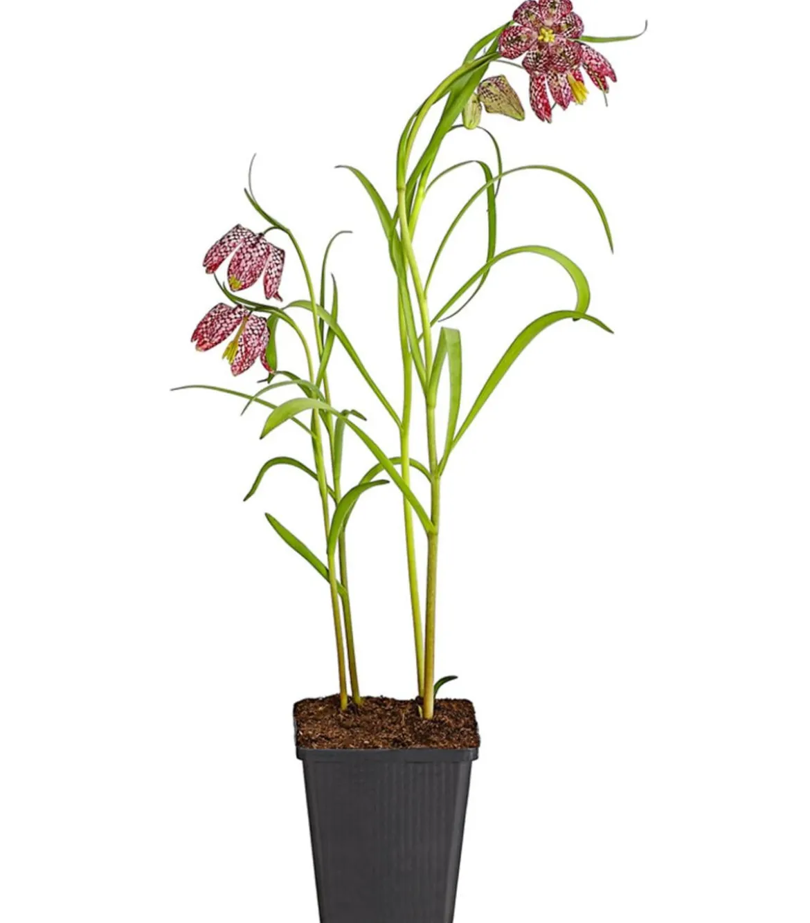 Schachbrettblume - Kibitzei