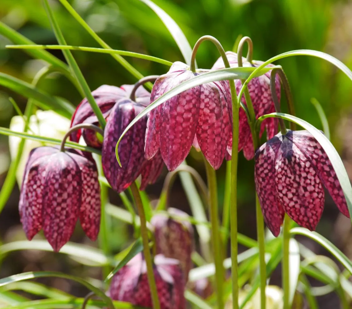 Schachbrettblume - Kibitzei