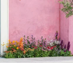 Schafgarbe, verschiedene Farben