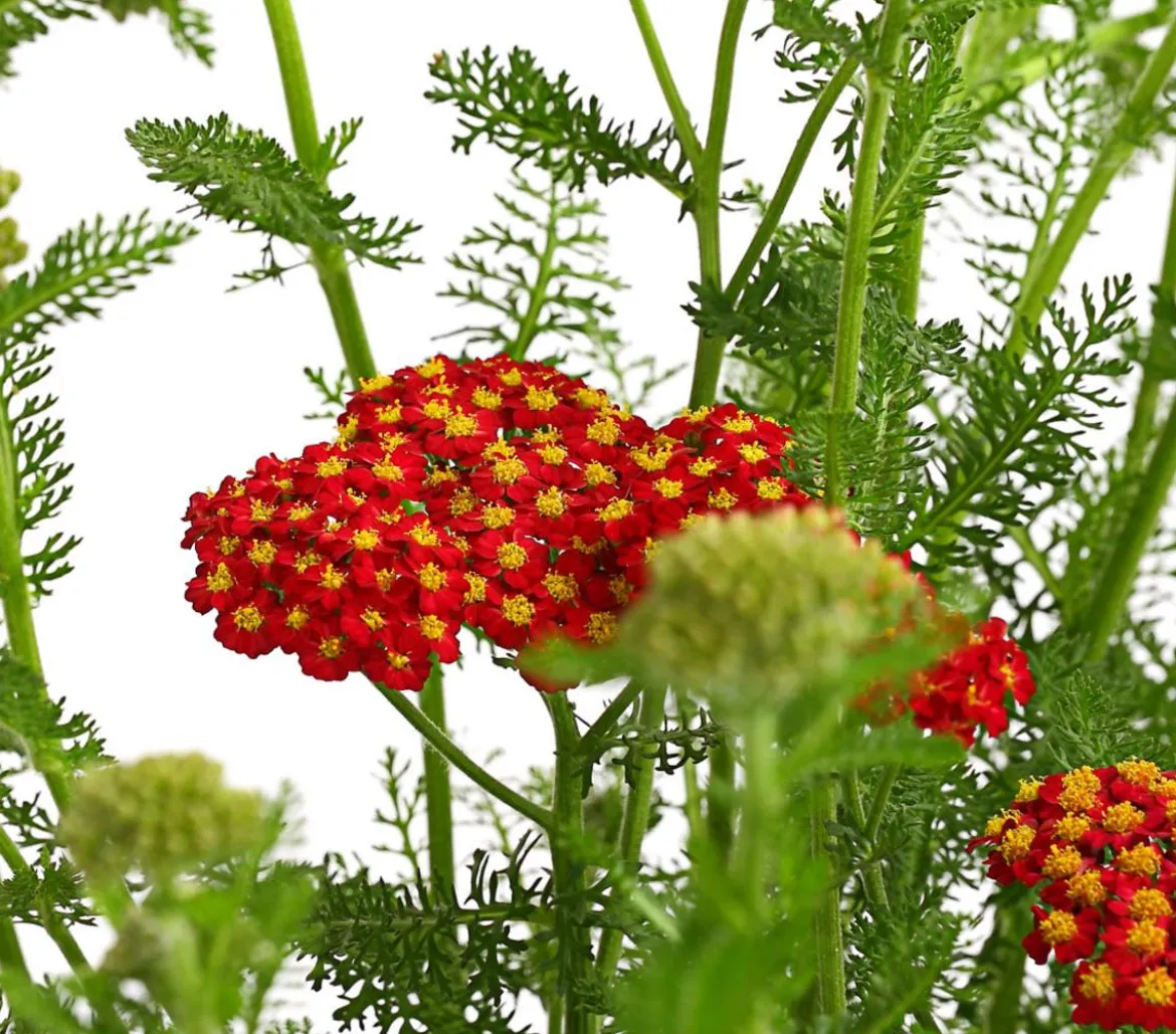 Schafgarbe, verschiedene Farben