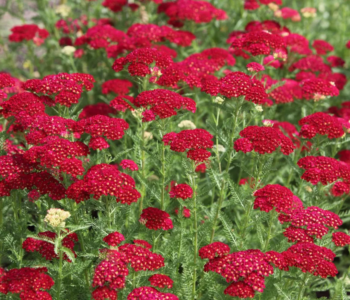 Schafgarbe, verschiedene Farben