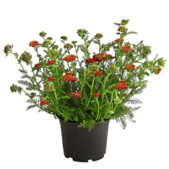 Schafgarbe, verschiedene Farben