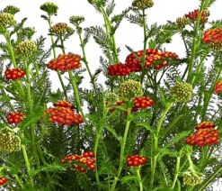 Schafgarbe, verschiedene Farben