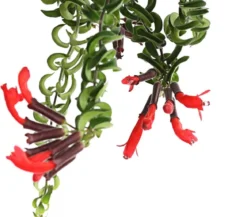 Schamblume - Aeschynanthus cultivars 'Twister', Ampel