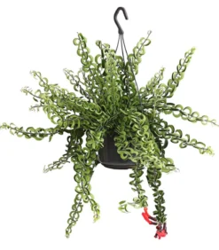 Schamblume - Aeschynanthus cultivars 'Twister', Ampel