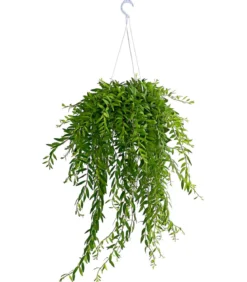 Schamblume - Aeschynanthus japhrolepis, Ampel