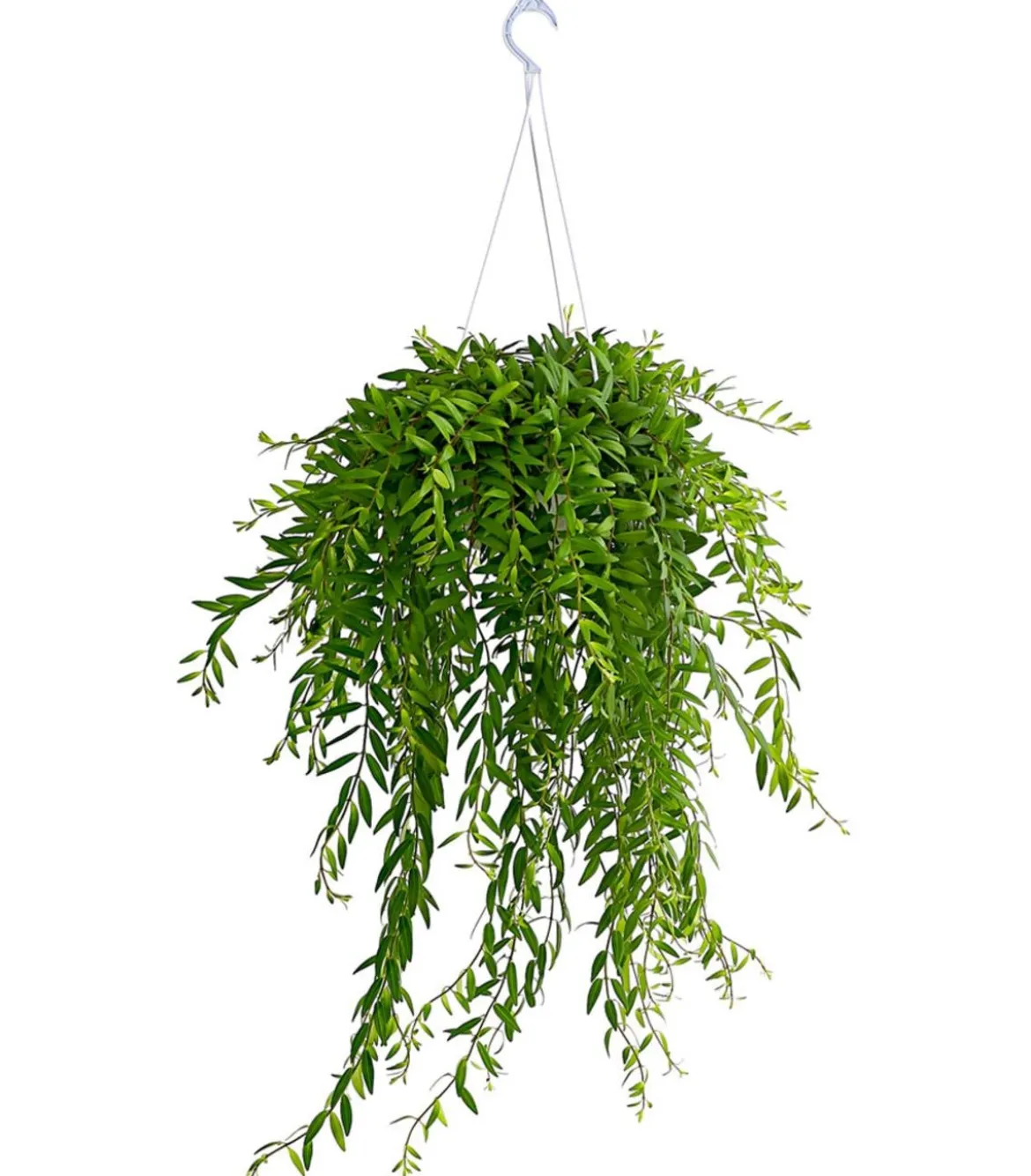 Schamblume - Aeschynanthus japhrolepis, Ampel