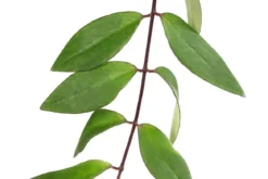 Schamblume - Aeschynanthus lobbianus, Hydrokultur