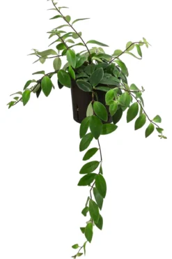 Schamblume - Aeschynanthus lobbianus, Hydrokultur