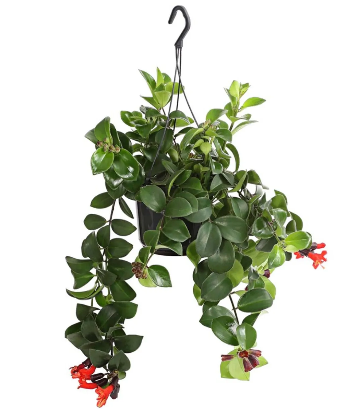 Schamblume - Aeschynanthus radicans 'Mona Lisa', Ampel