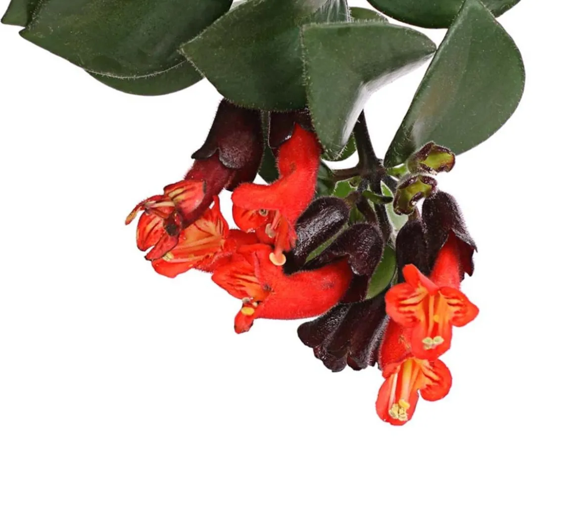 Schamblume - Aeschynanthus radicans 'Mona Lisa', Ampel