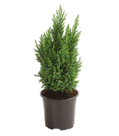 Scheinzypresse 'Ellwoodii'