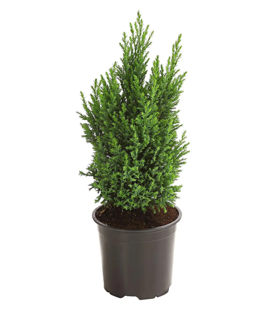 Scheinzypresse 'Ellwoodii'