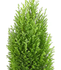 Scheinzypresse 'Ellwood's Gold'