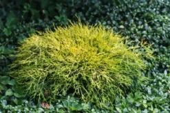 Scheinzypresse 'Filifera Sungold'