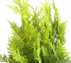 Scheinzypresse 'Ivonne'