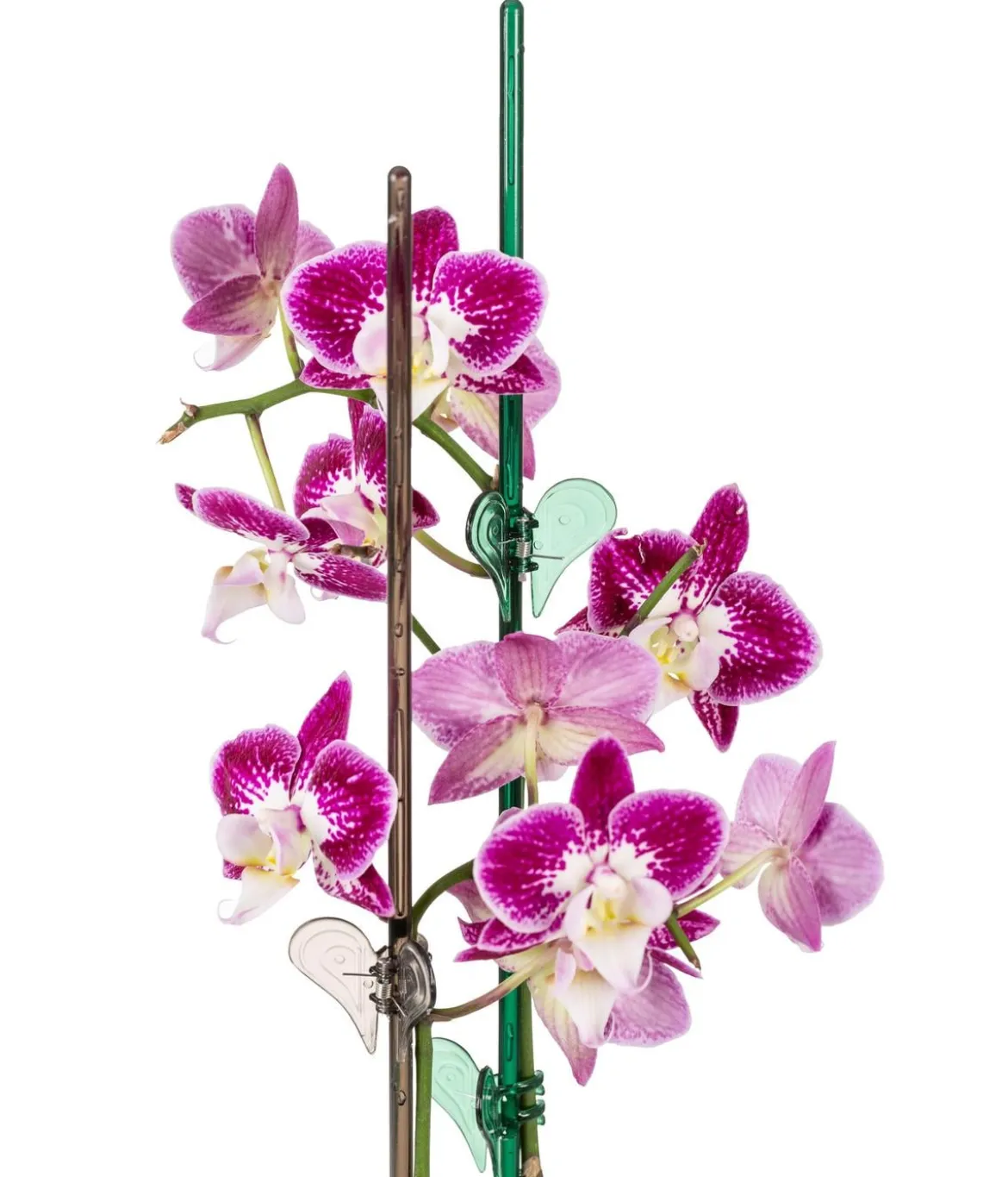 Scheurich Orchideenstab Luce, H58 cm