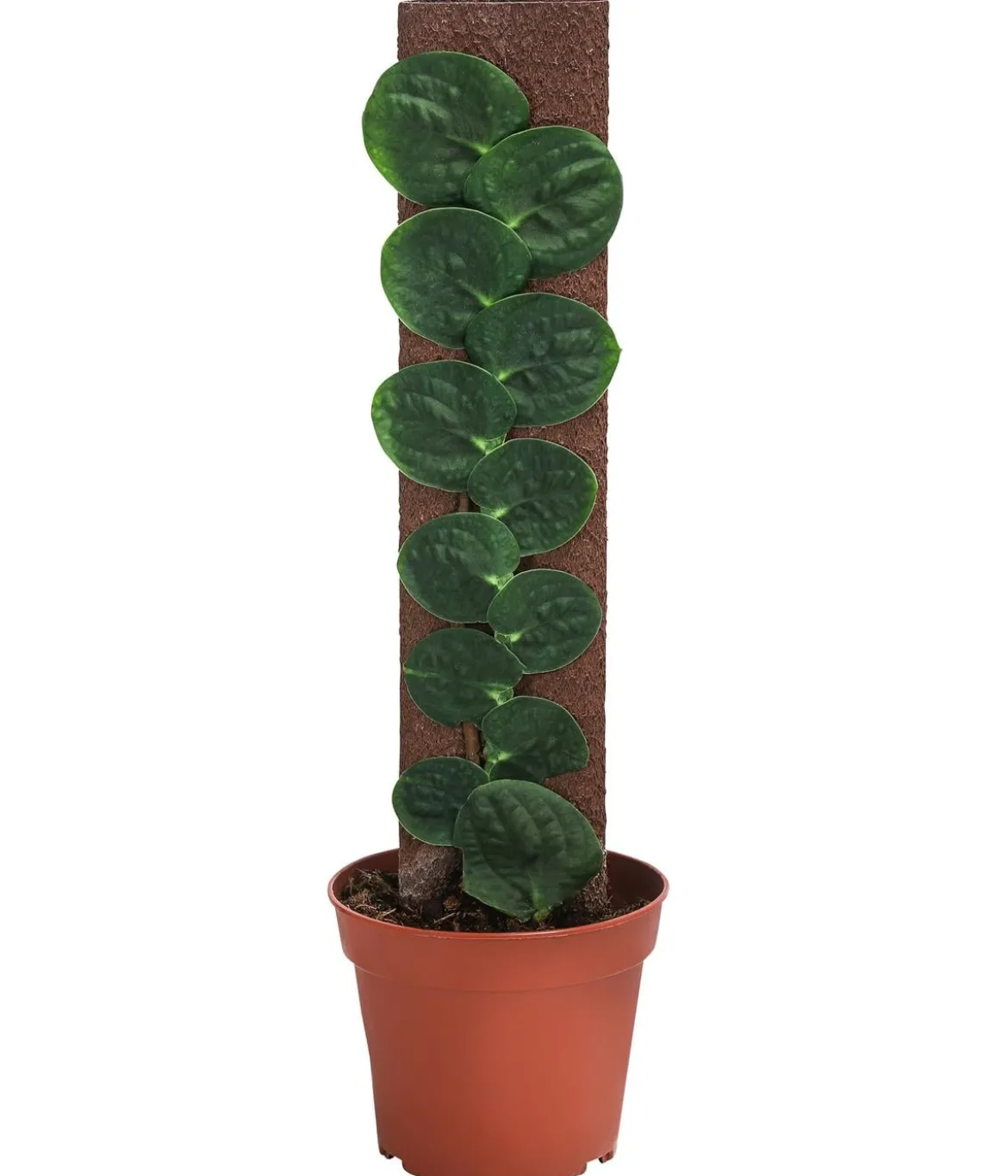 Schindelkletterpflanze - Rhaphidophora celatocaulis am Kratistestab